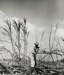 Sugar cane harvest near Georgetown, Guyana, 1958 (Science and Society/ NMPFT - Walter Nurnberg).